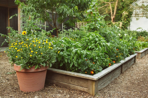 Kebun sayur dan rempah di sebelah taman